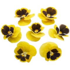 Виола обезвоженная "Жёлтый тигр" Объёмная 15 шт 